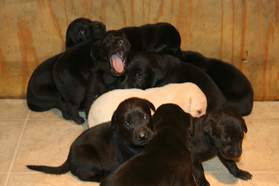 Puppies