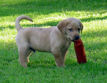 Puppy