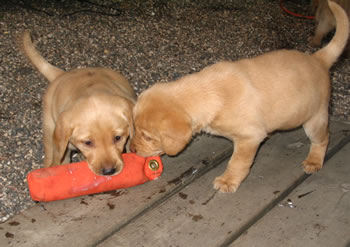 Puppies