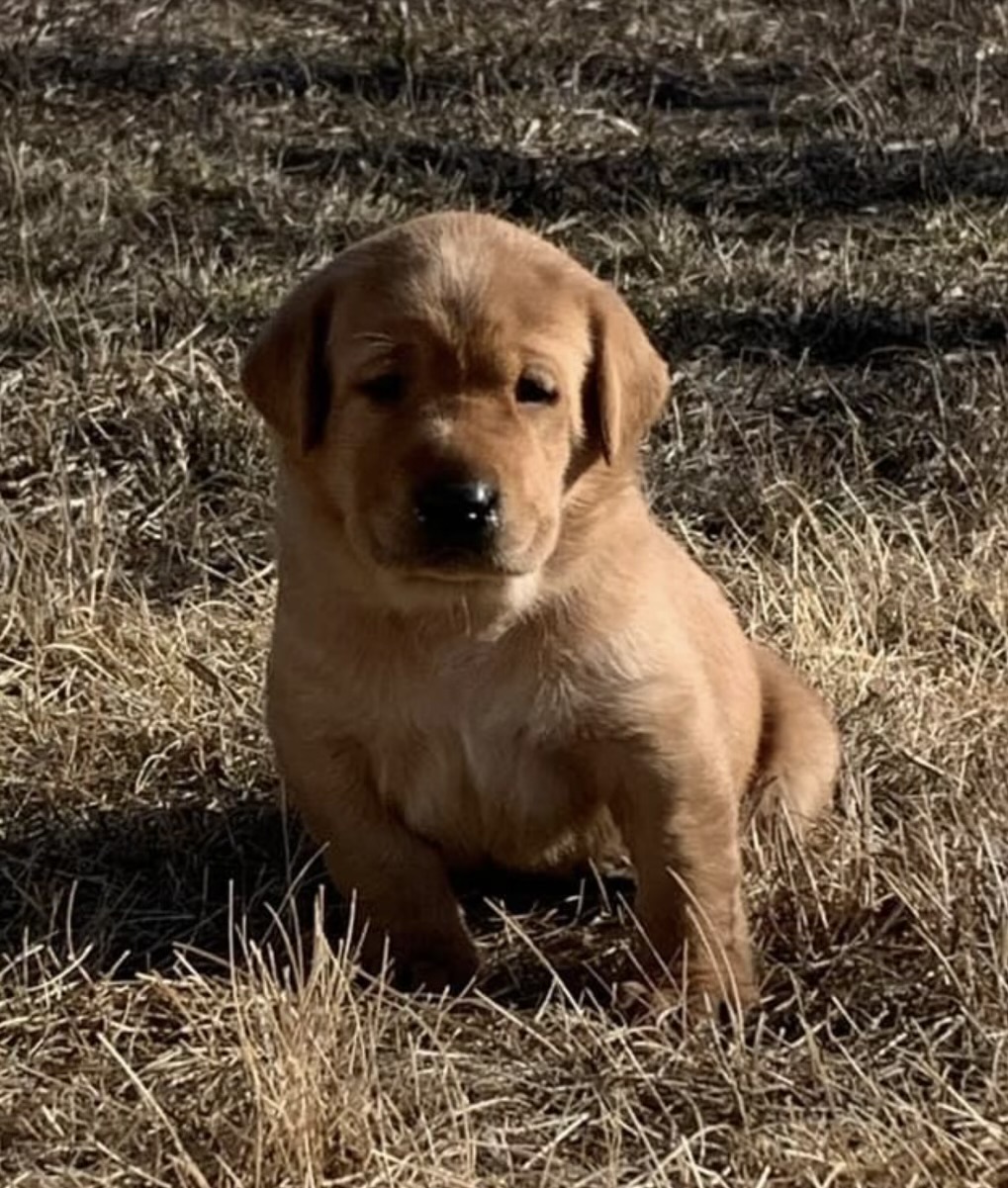 Pup.jpg Image