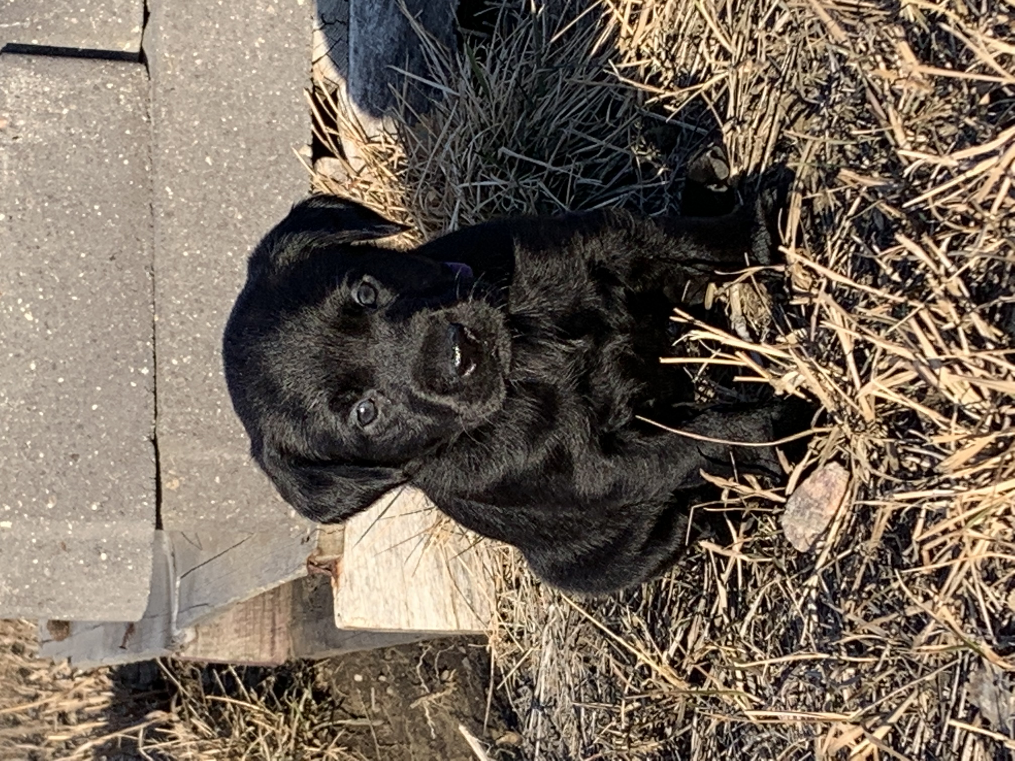 Pup_2_.jpg Image